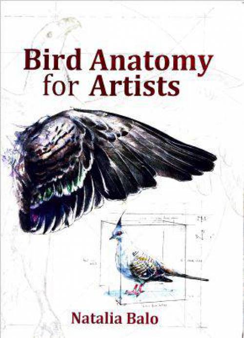 Bird Anatomy for Artists